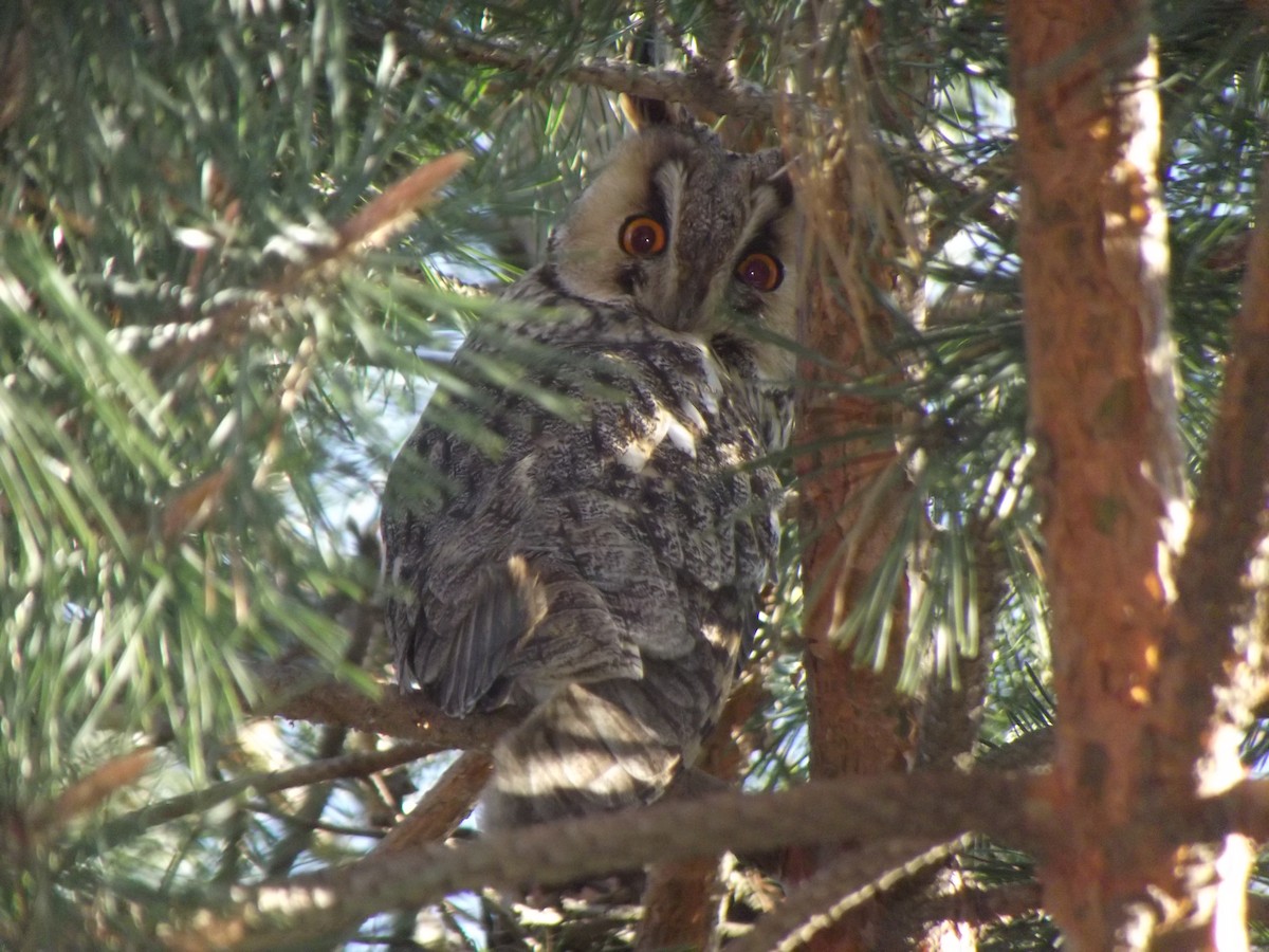 Long-eared Owl - ML52741311