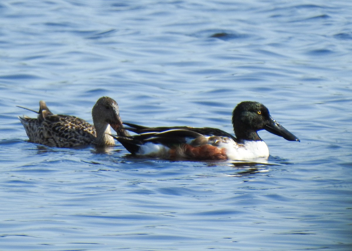 Northern Shoveler - ML527415121