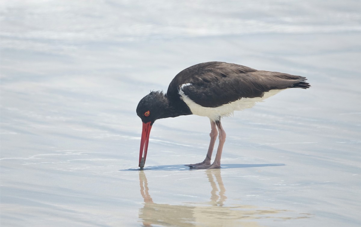 American Oystercatcher - ML527416001