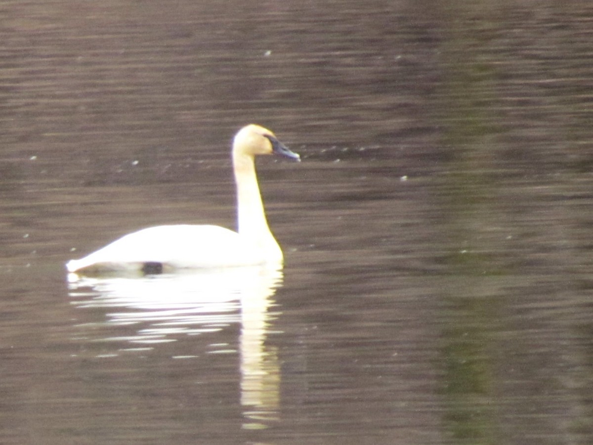 Trumpeter Swan - ML527417681