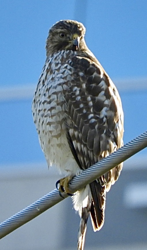 Red-shouldered Hawk - William Edwards