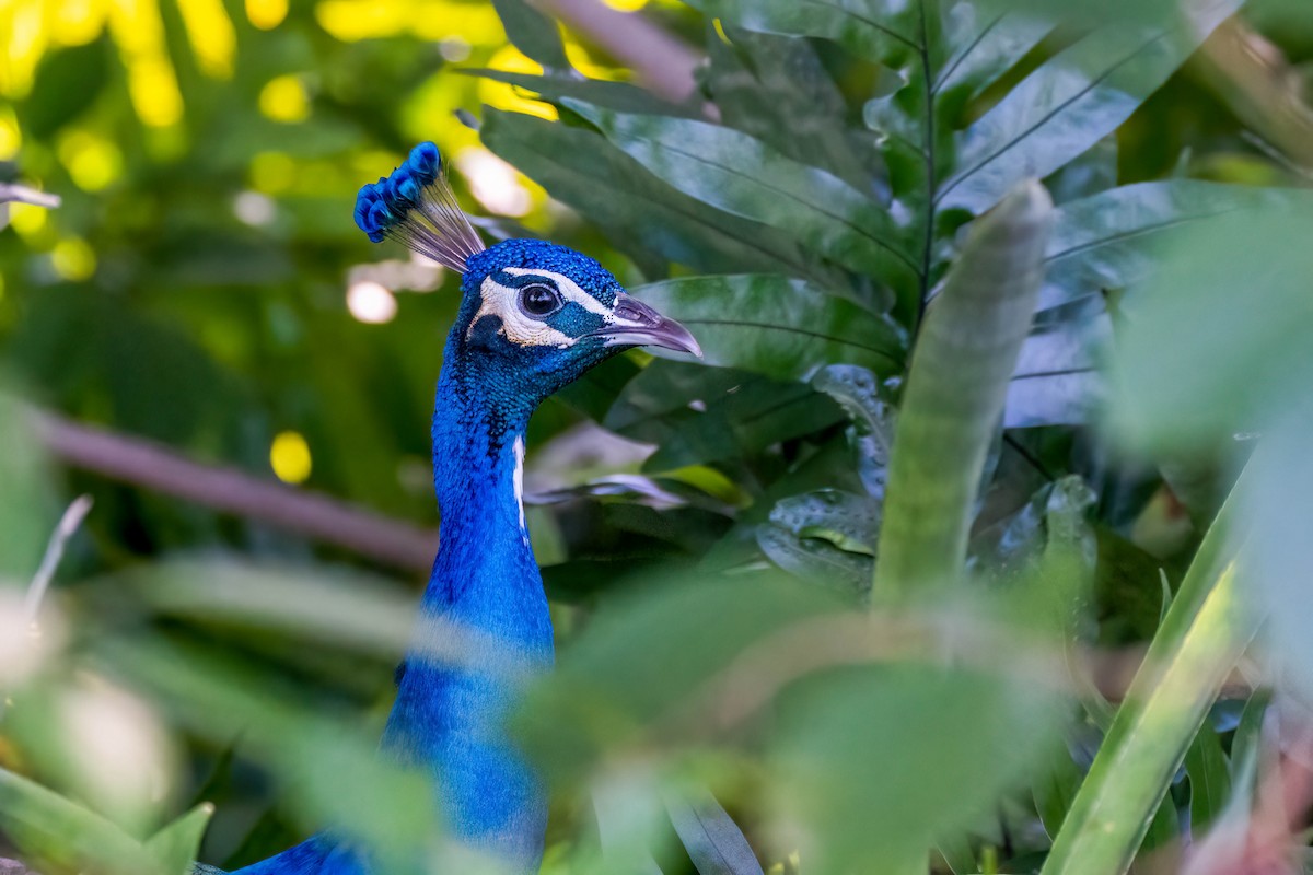 Indian Peafowl - Gustino Lanese