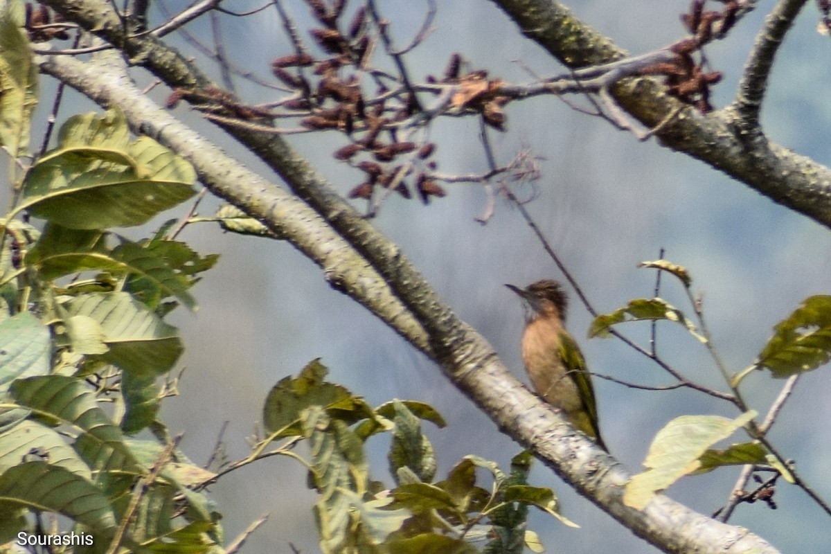 Mountain Bulbul - Sourashis Mukhopadhyay