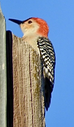 Red-bellied Woodpecker - William Edwards