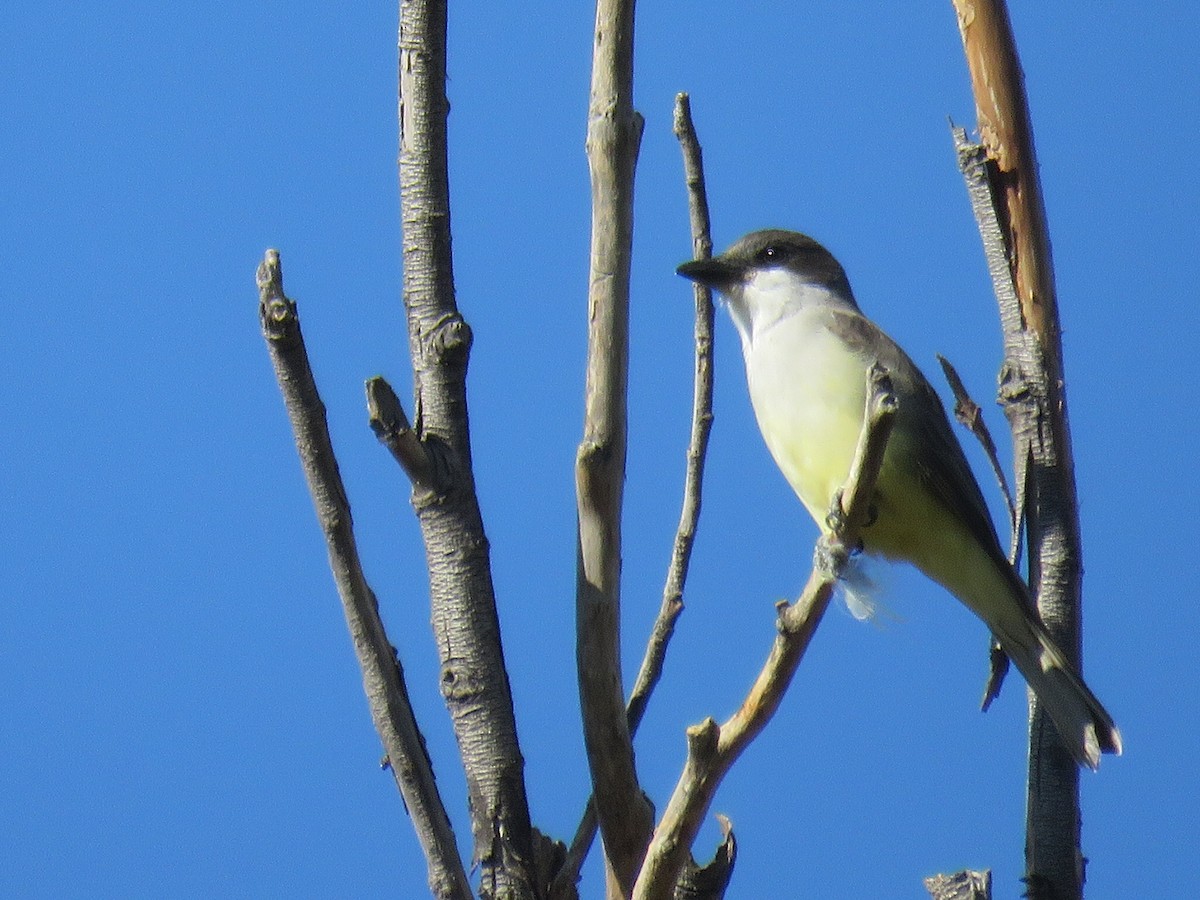 Thick-billed Kingbird - ML527418671