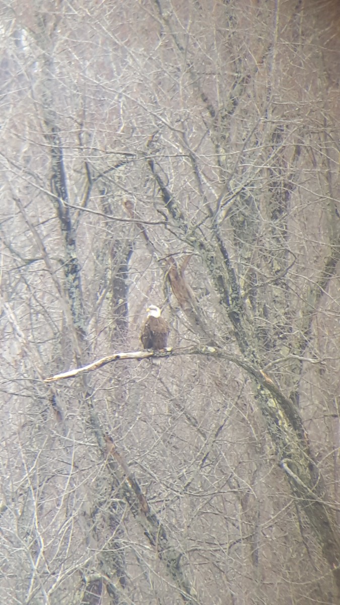 Weißkopf-Seeadler - ML52742021