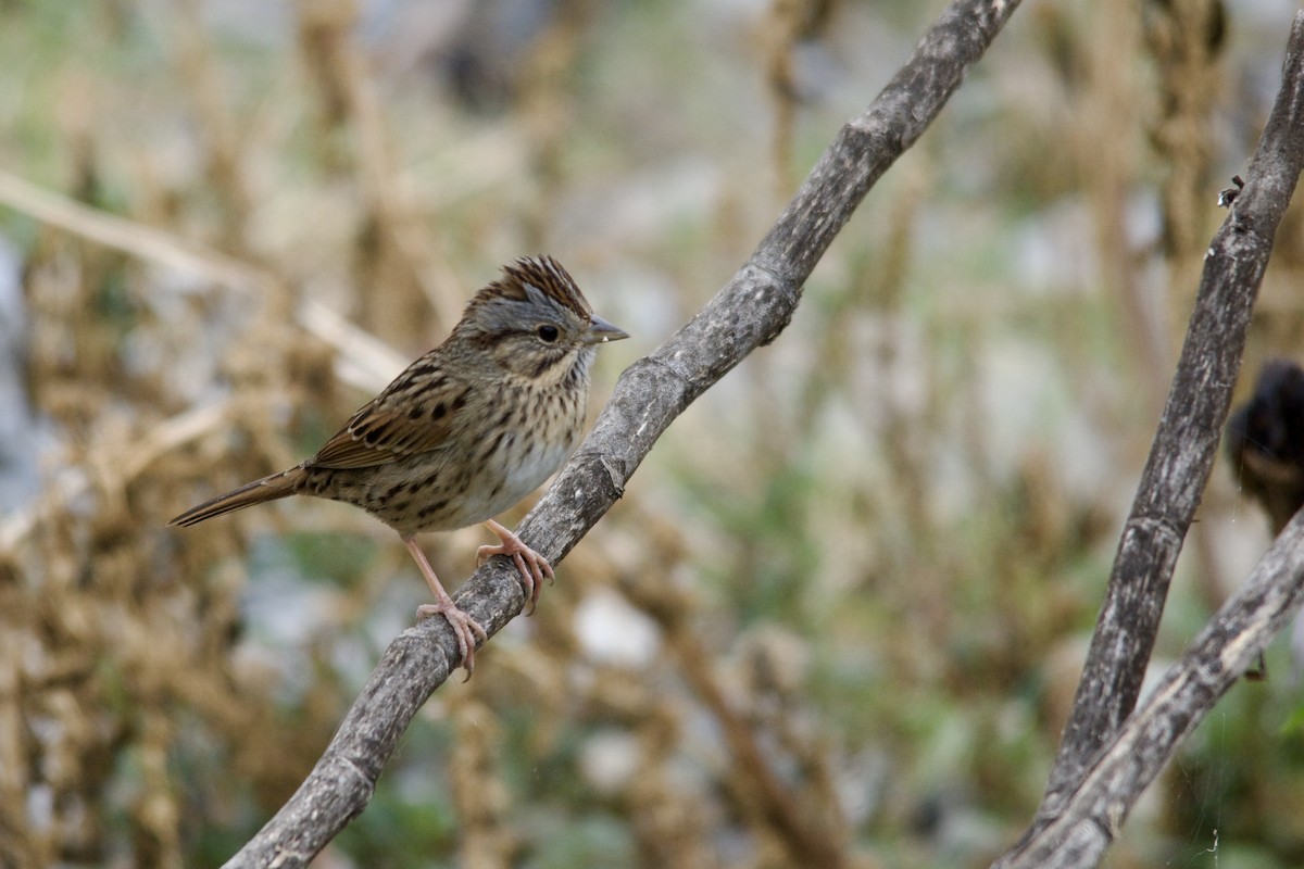 Lincoln's Sparrow - Hugo Gonzalez