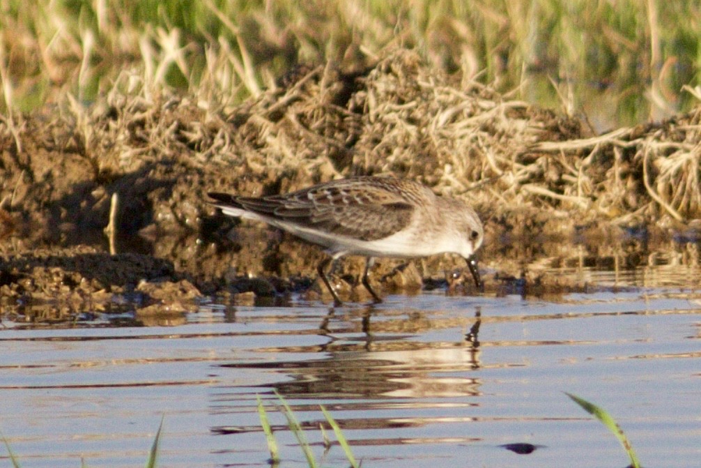 Red-necked Stint - Anthony Metcalf