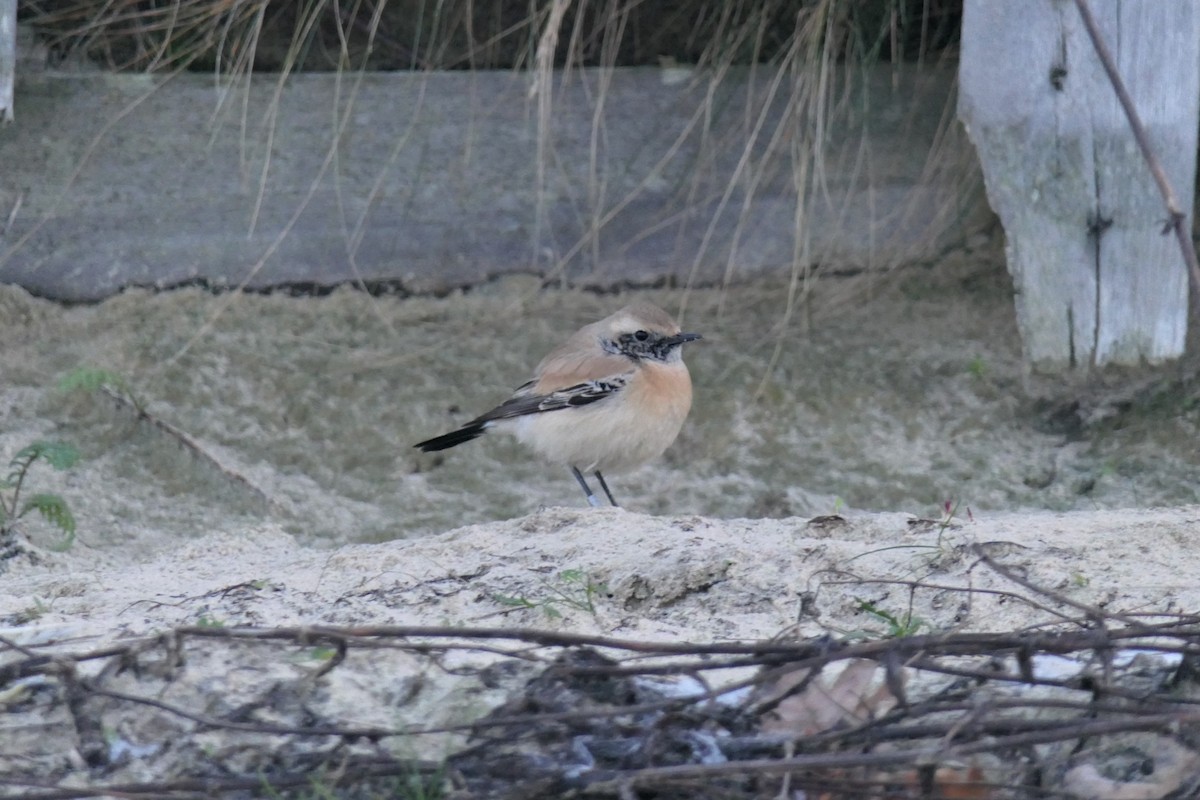 Desert Wheatear - ML527421701