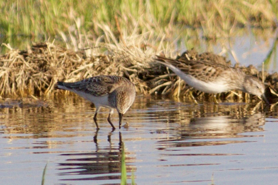 Rotkehl-Strandläufer - ML52742231