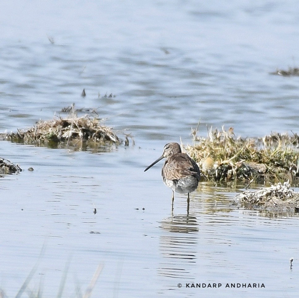 Long-billed Dowitcher - ML527423141