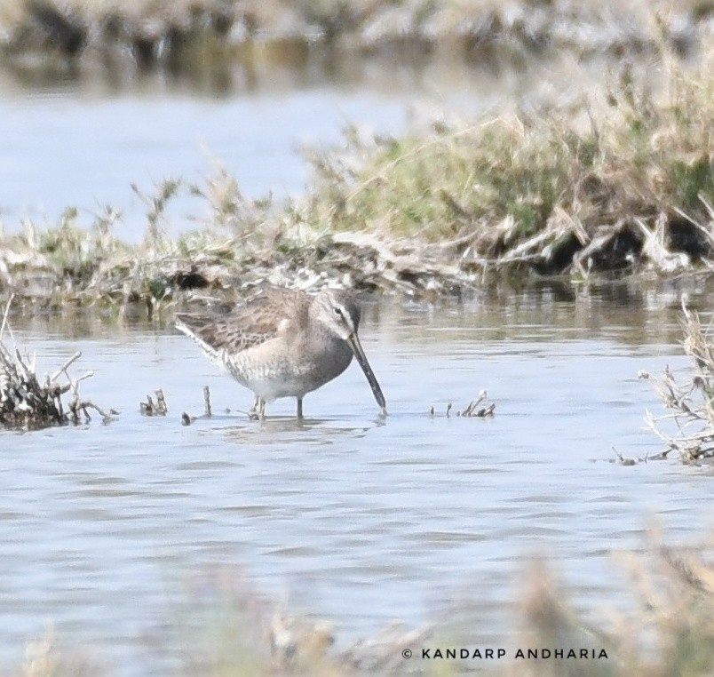 Long-billed Dowitcher - ML527423151
