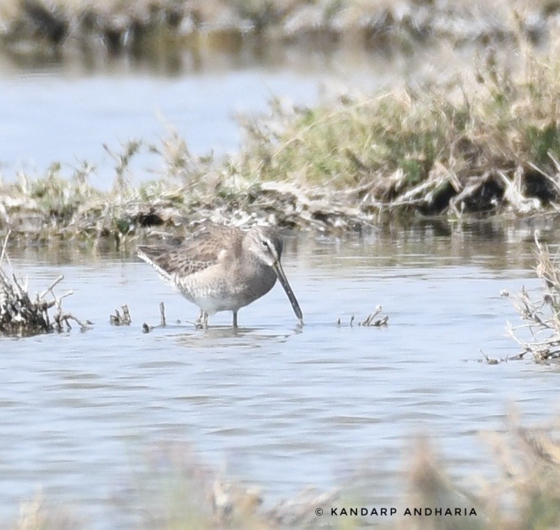 Long-billed Dowitcher - Kandarp  Andharia