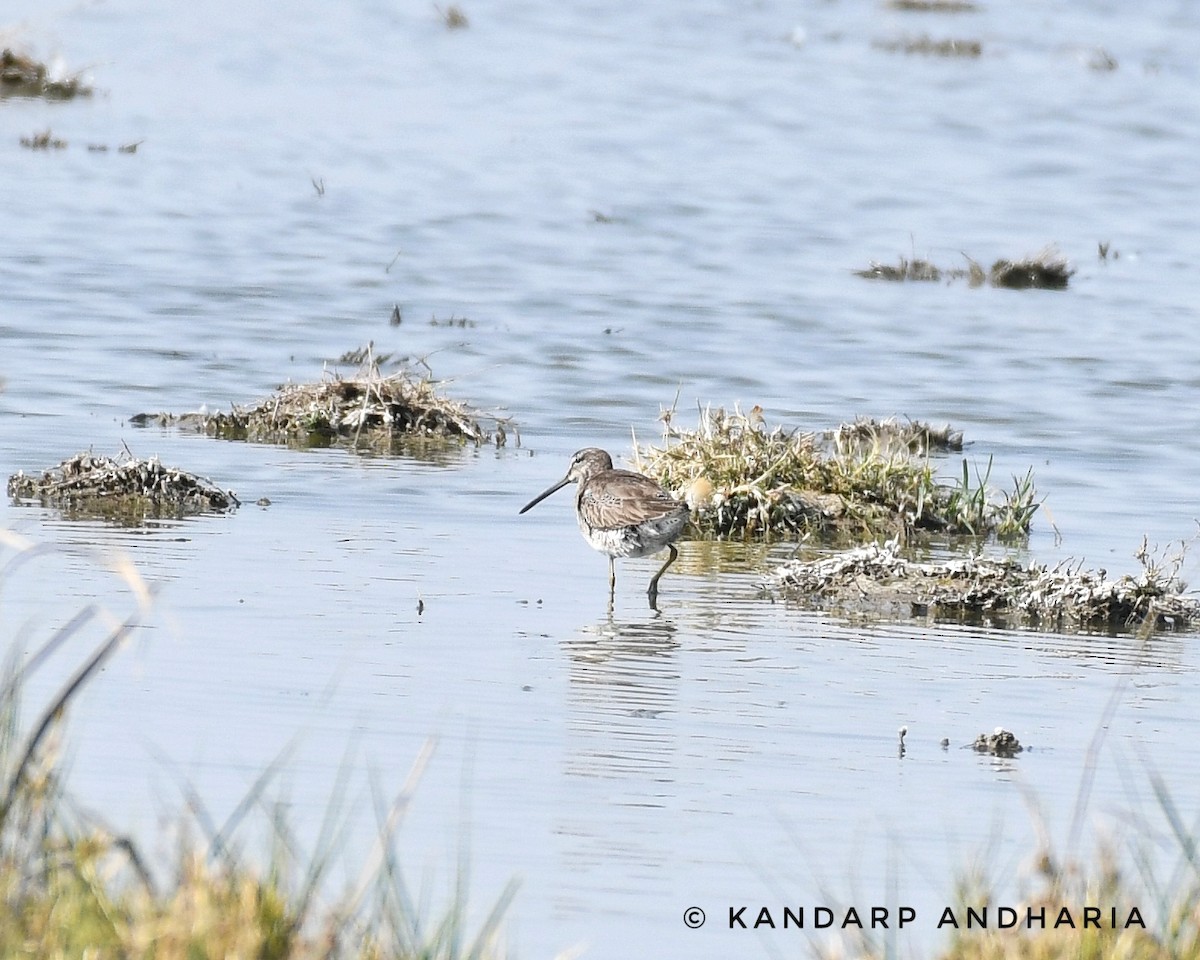Long-billed Dowitcher - ML527423161