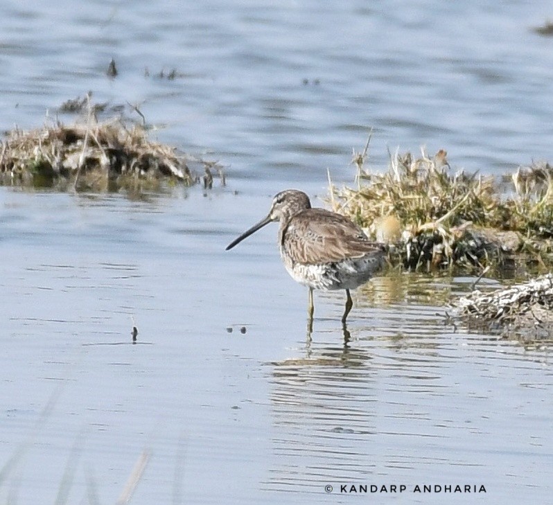 Long-billed Dowitcher - ML527423171