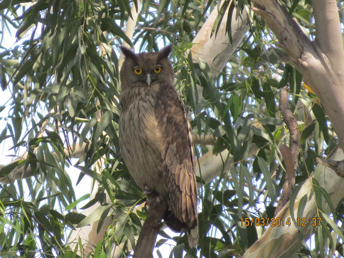 Dusky Eagle-Owl - Ritvik Singh