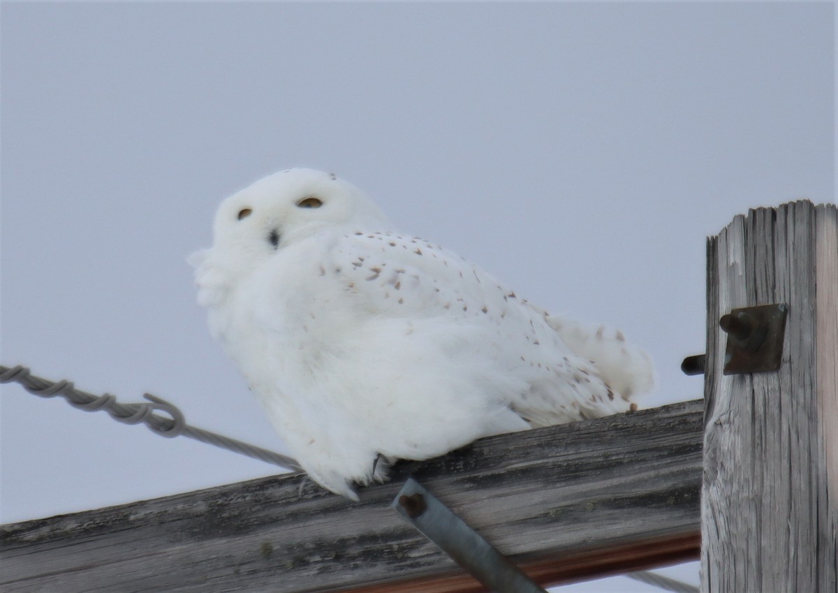 Snowy Owl - ML527423741