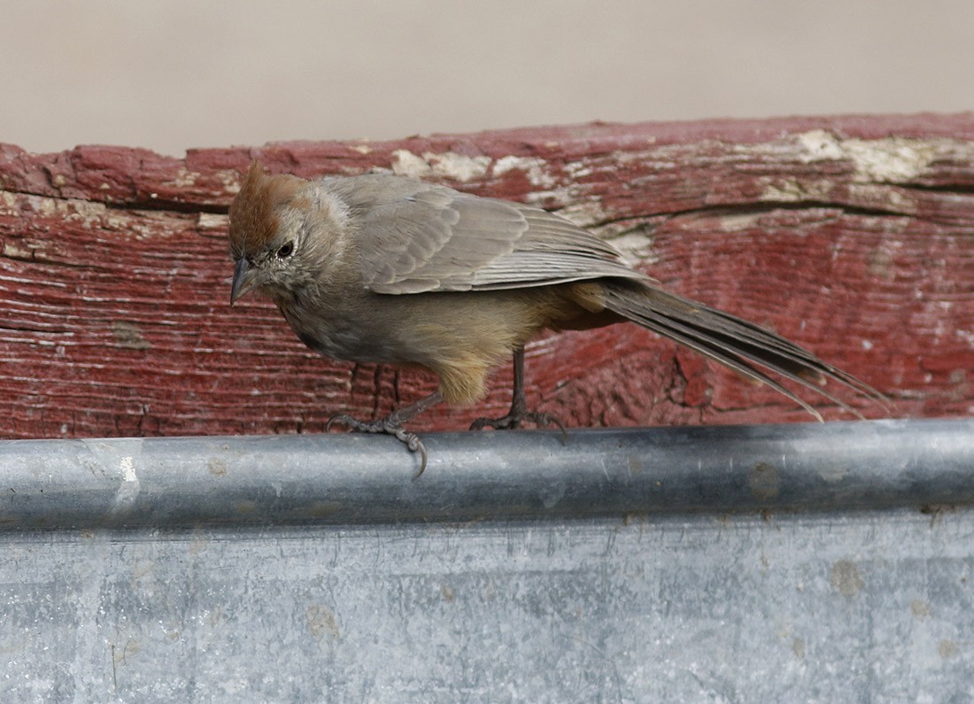 Canyon Towhee - ML52742431