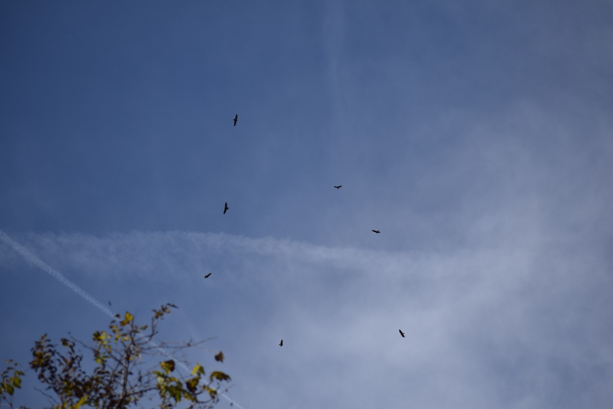 Turkey Vulture - ML527424951