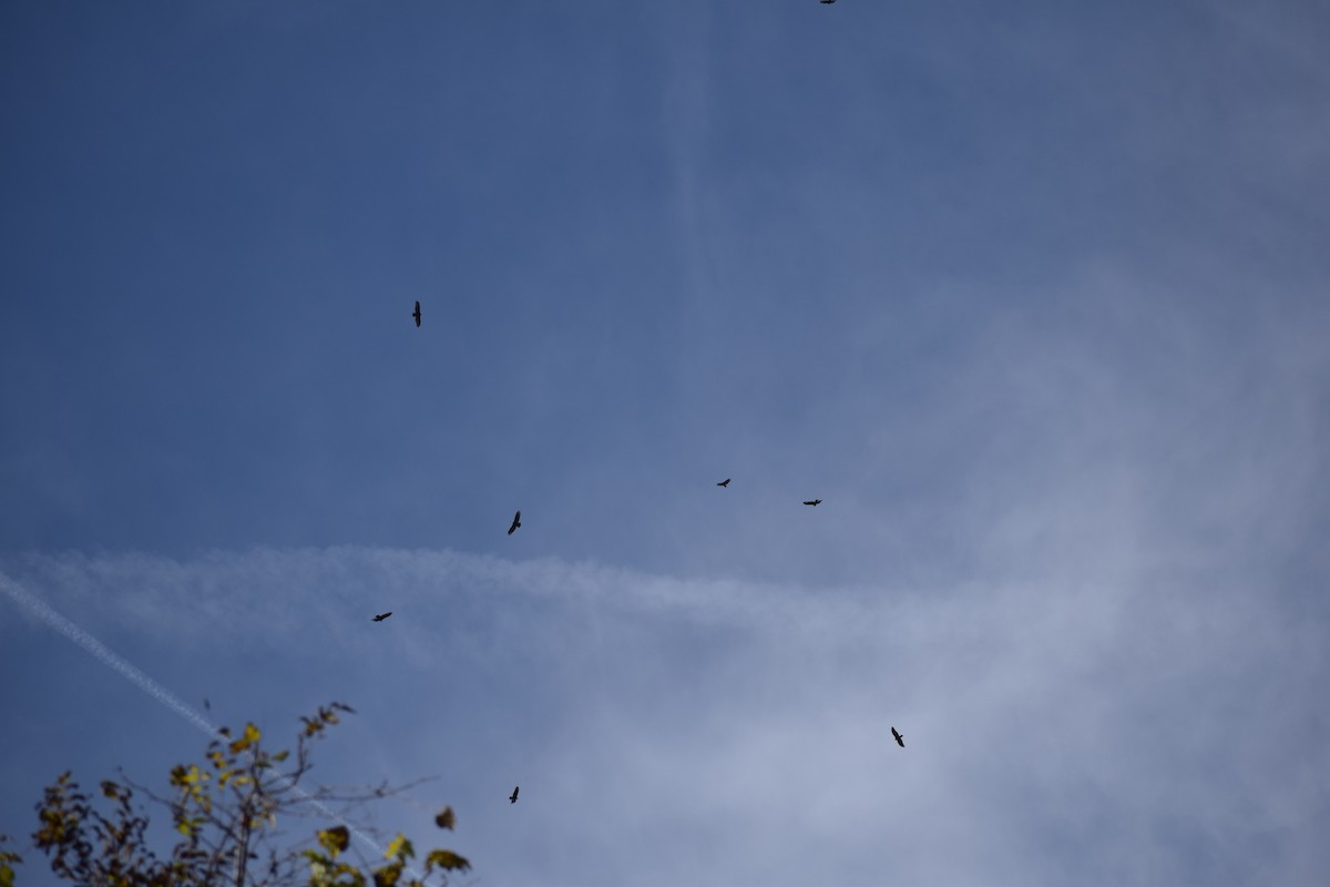 Turkey Vulture - ML527424961