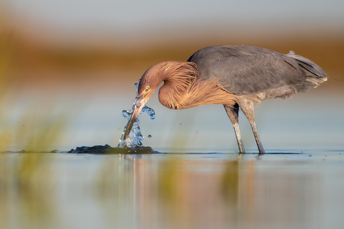 Reddish Egret - ML527426291