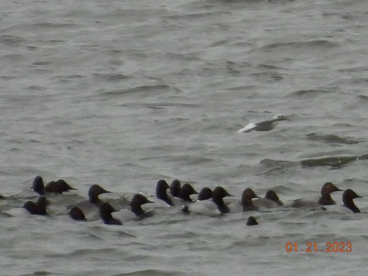 Bonaparte's Gull - ML527428431