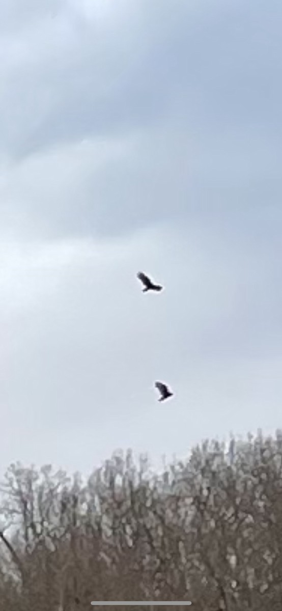 Turkey Vulture - ML527429631