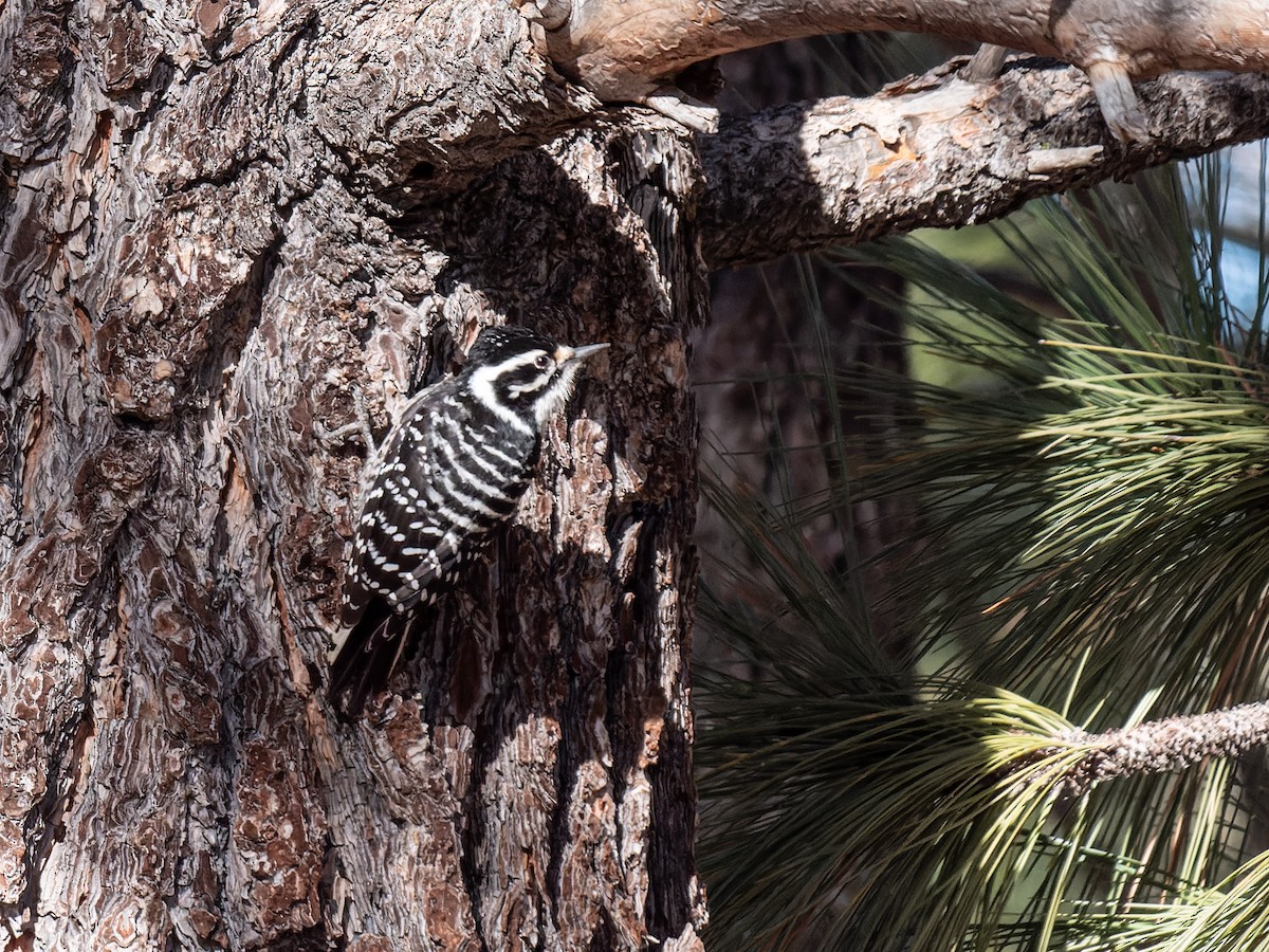 Nuttall's Woodpecker - Carl Bendorf