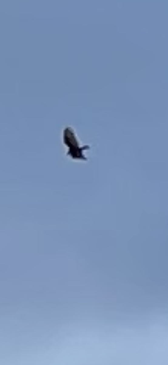 Turkey Vulture - ML527430041