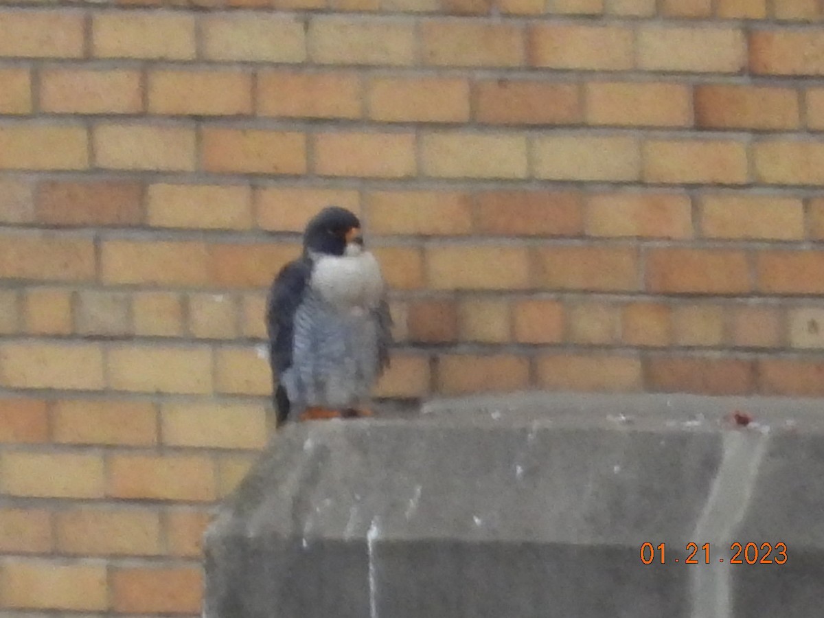 Peregrine Falcon - ML527430261