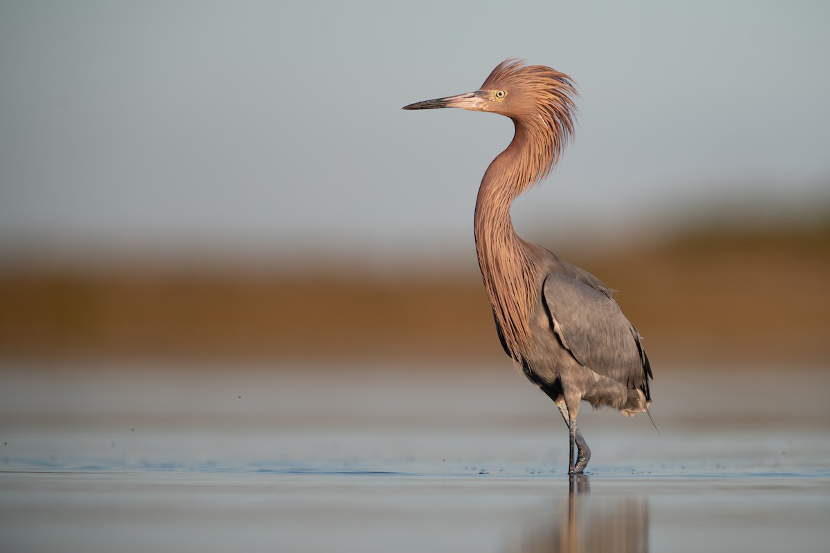 Reddish Egret - ML527430461