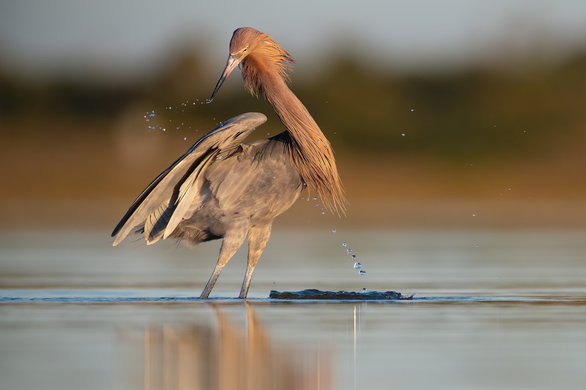 Reddish Egret - ML527430471