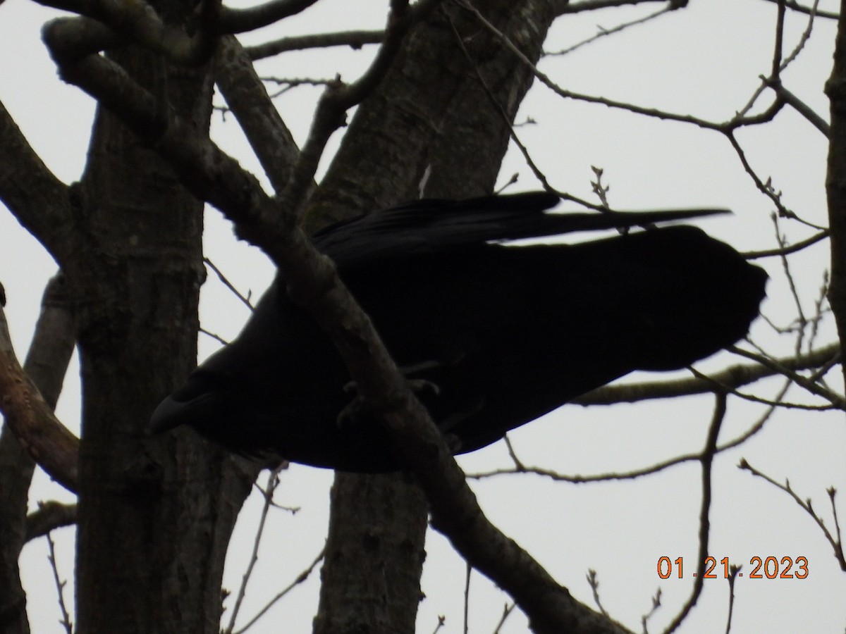 Common Raven - ML527430501