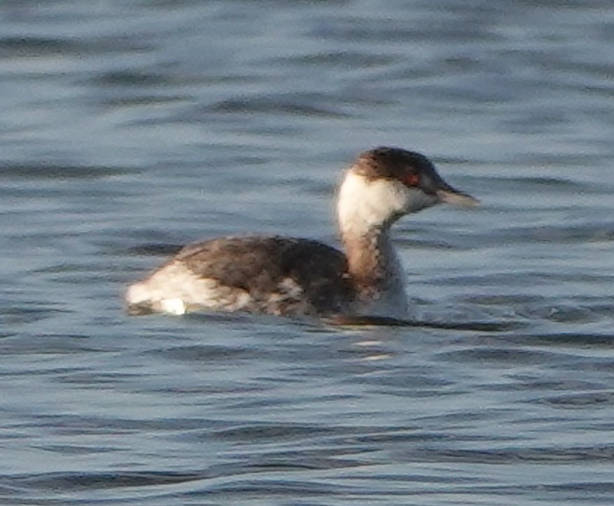 Horned Grebe - Lilian Saul