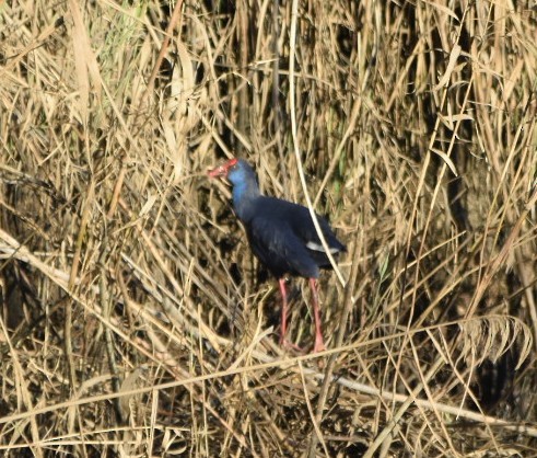 Western Swamphen - ML527430971