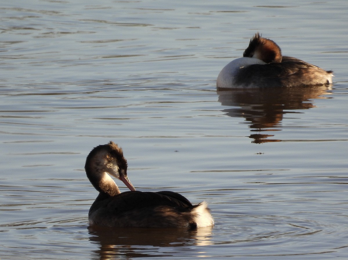 Great Crested Grebe - Alfonso Rodrigo