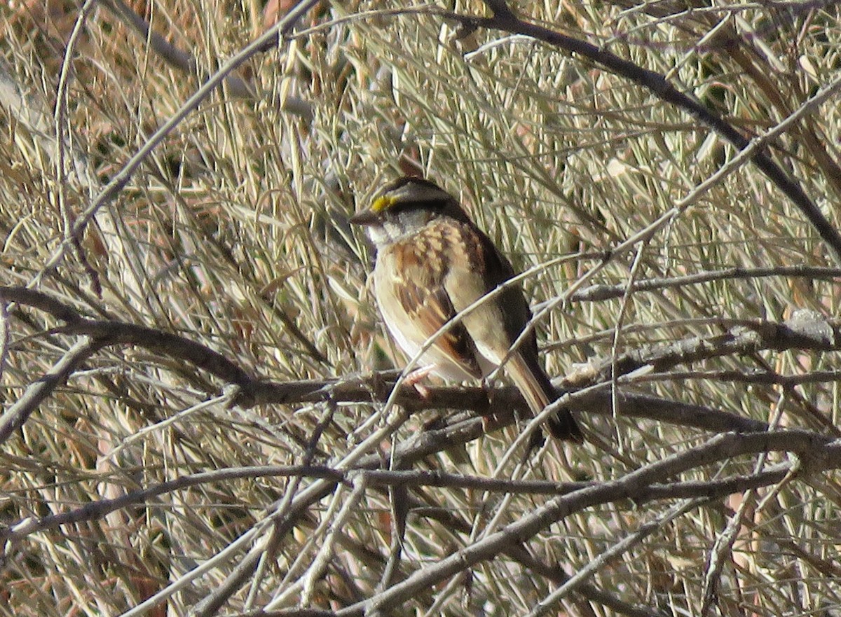 White-throated Sparrow - ML527432191