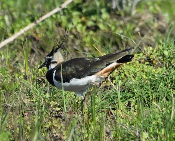 Northern Lapwing - ML527432231