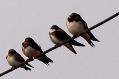 Bank Swallow - ML527432931