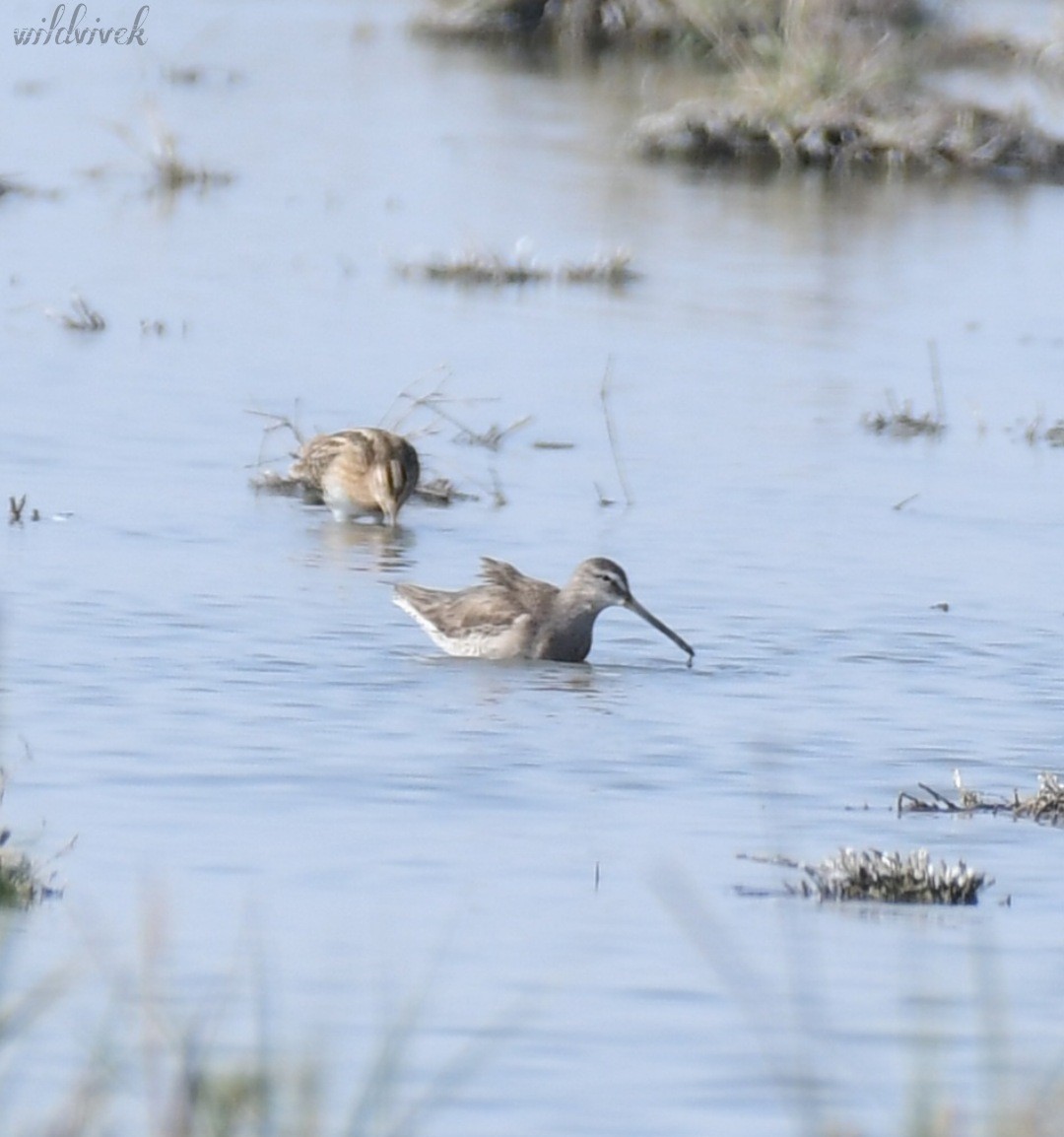 Long-billed Dowitcher - ML527433221