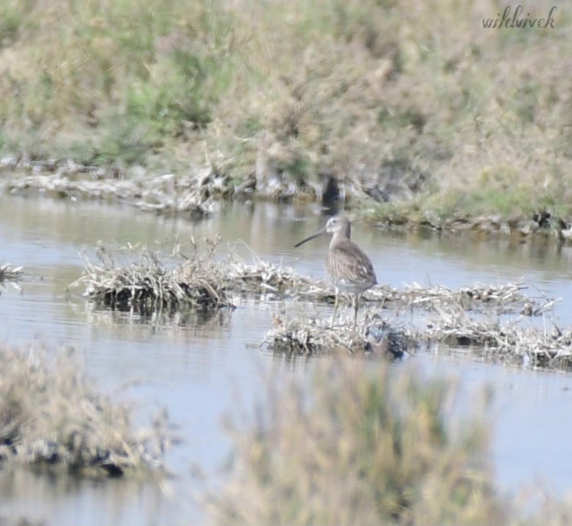 Long-billed Dowitcher - ML527433261