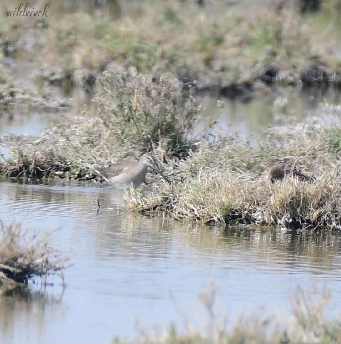 Long-billed Dowitcher - ML527433301