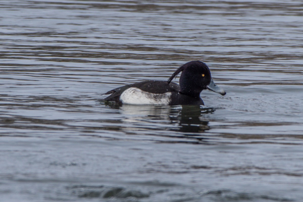 Tufted Duck - ML52743411