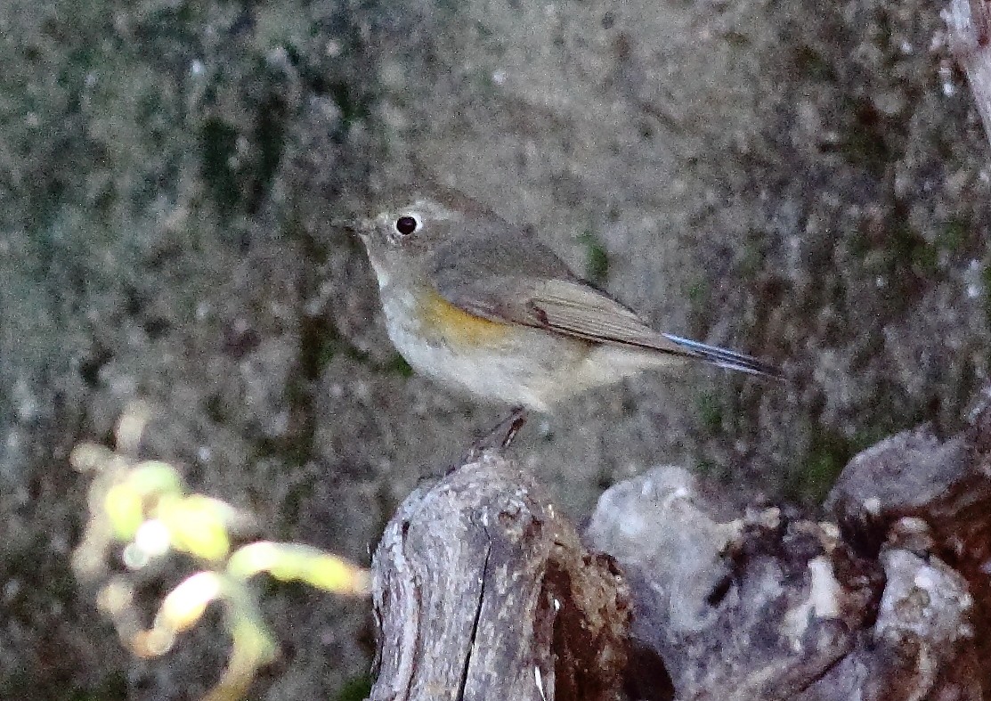 Red-flanked Bluetail - ML527434361