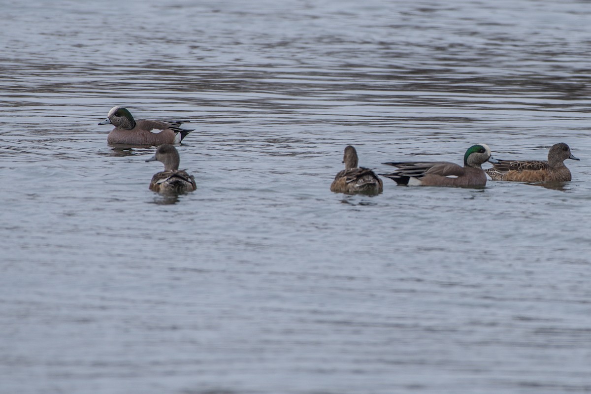 American Wigeon - ML52743451