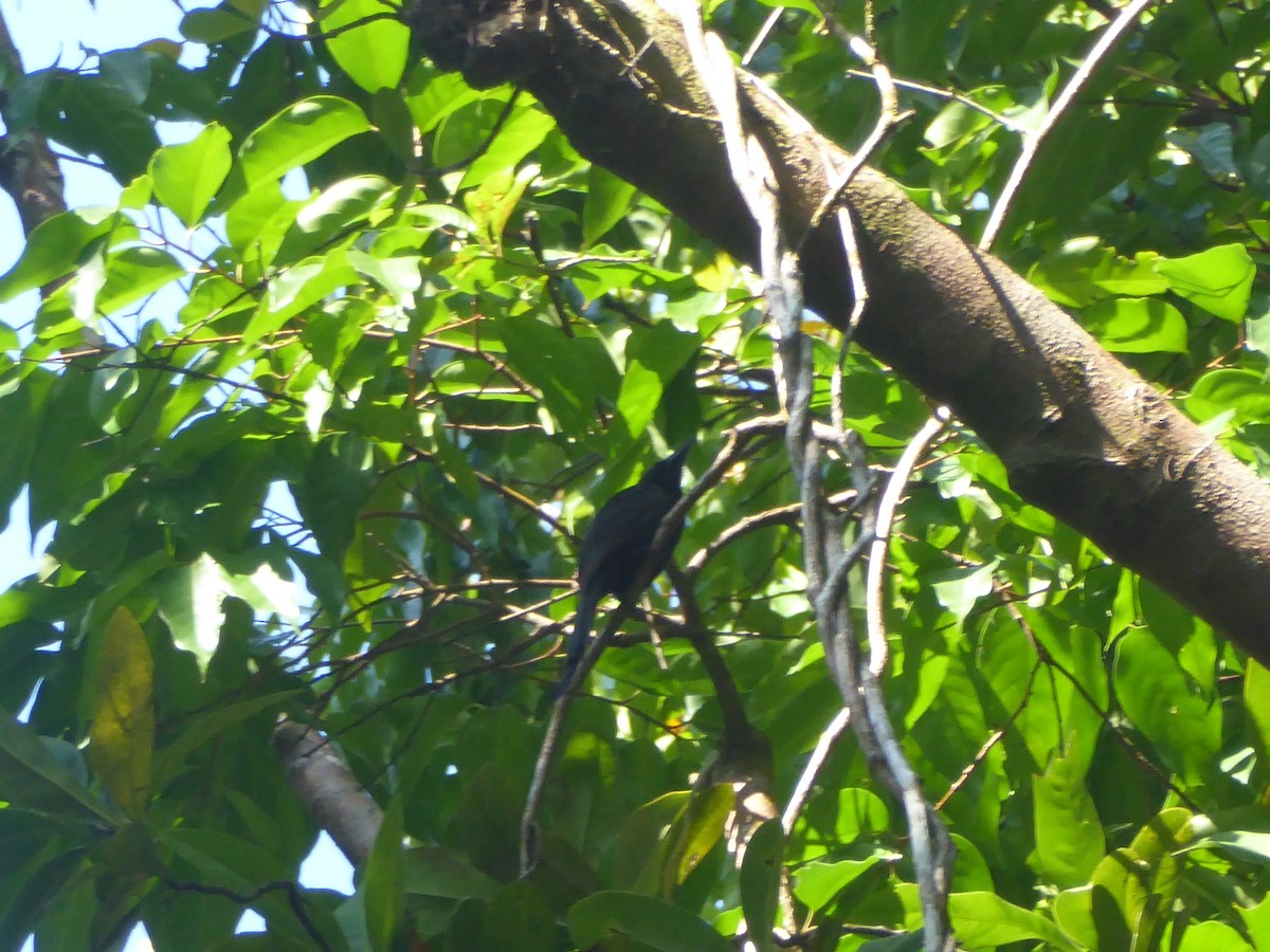 Andaman Drongo - ML527434701