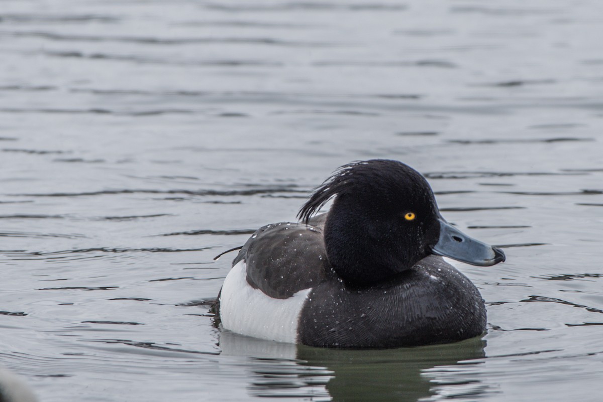 Tufted Duck - ML52743521
