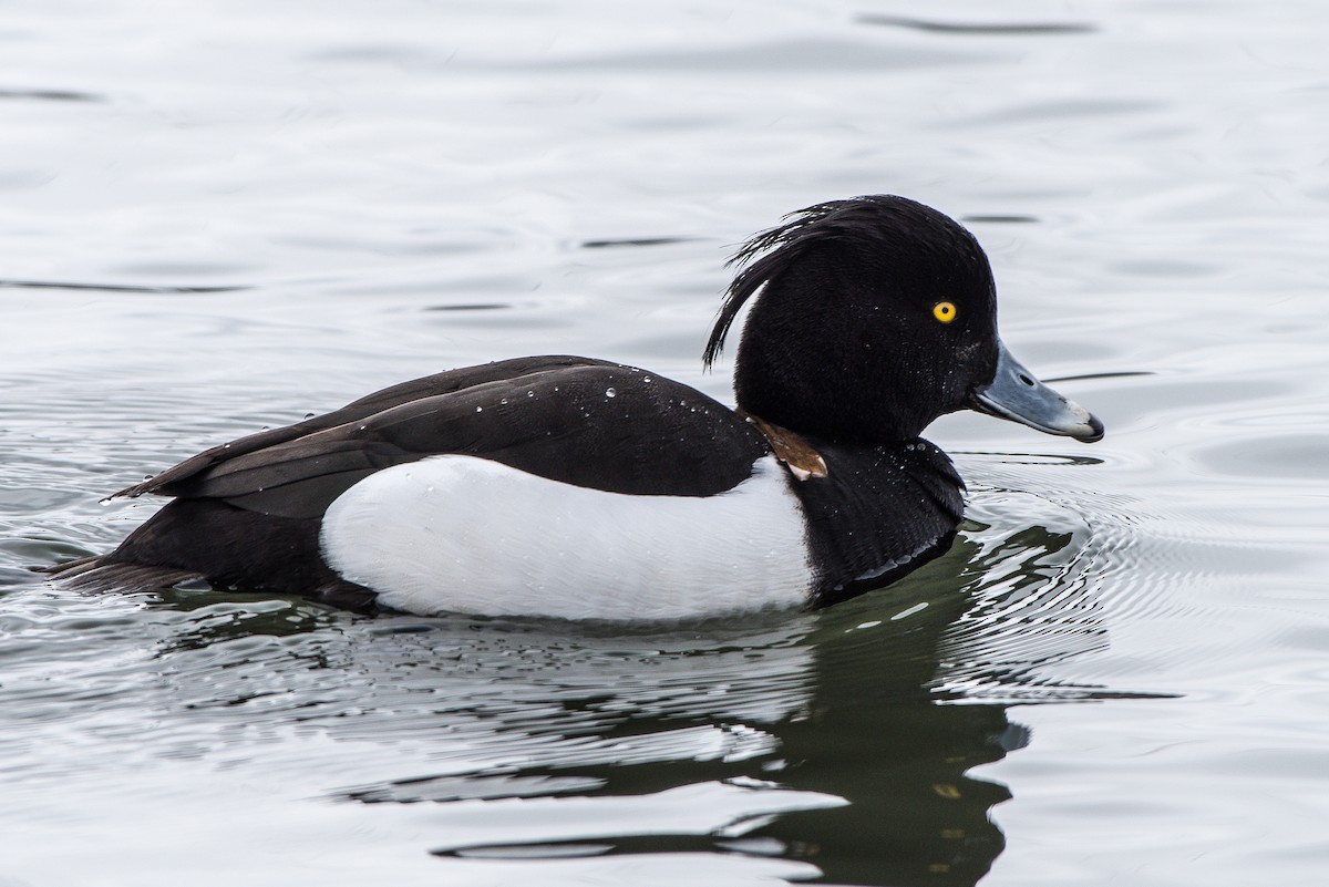 鳳頭潛鴨 - ML52743631