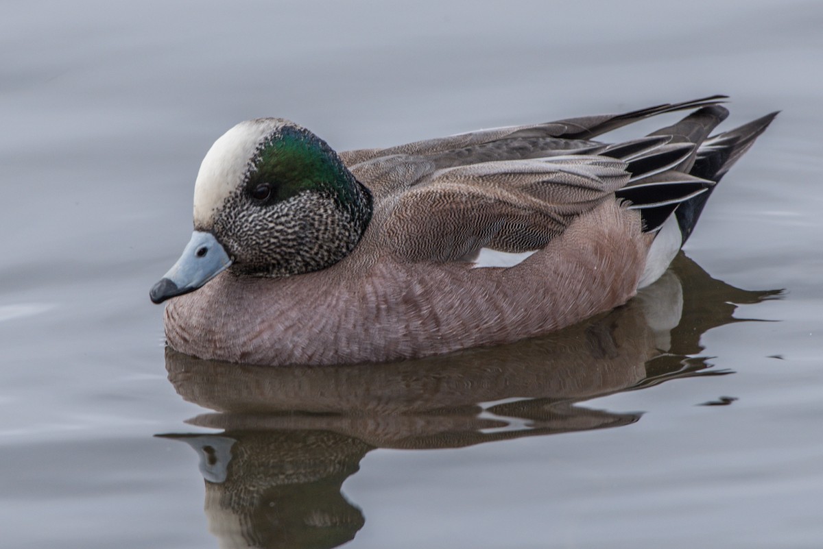 American Wigeon - ML52743701