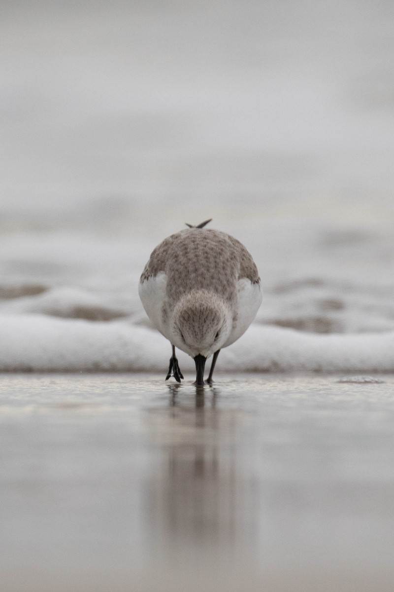 Гурвалж элсэг - ML527437061